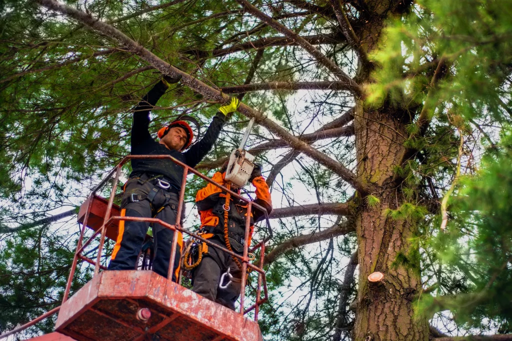Certified arborists using a bucket lift and chainsaw to perform safe tree trimming and high branch removal.