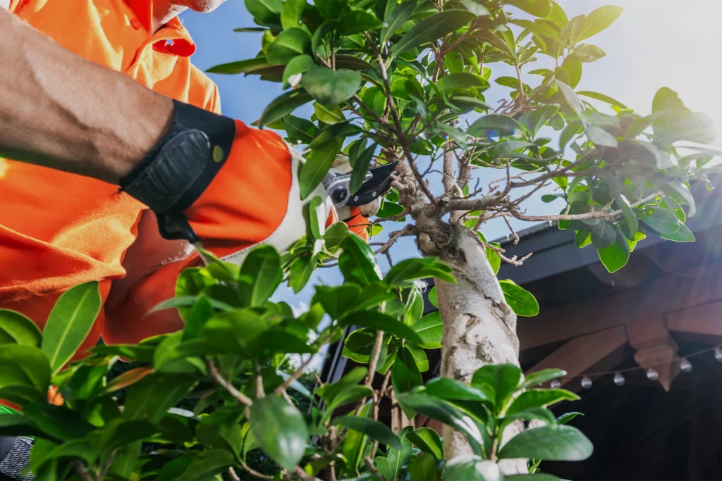 Professional arborist pruning tree branches near a residential home to maintain tree health and property safety.