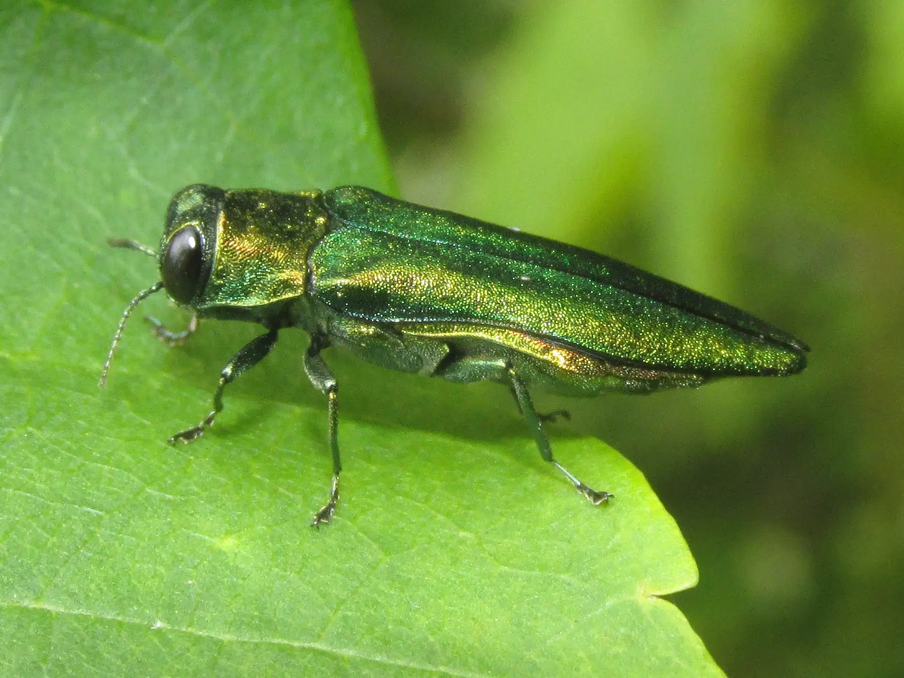 ArborVentures treats for Emerald Ash Borer