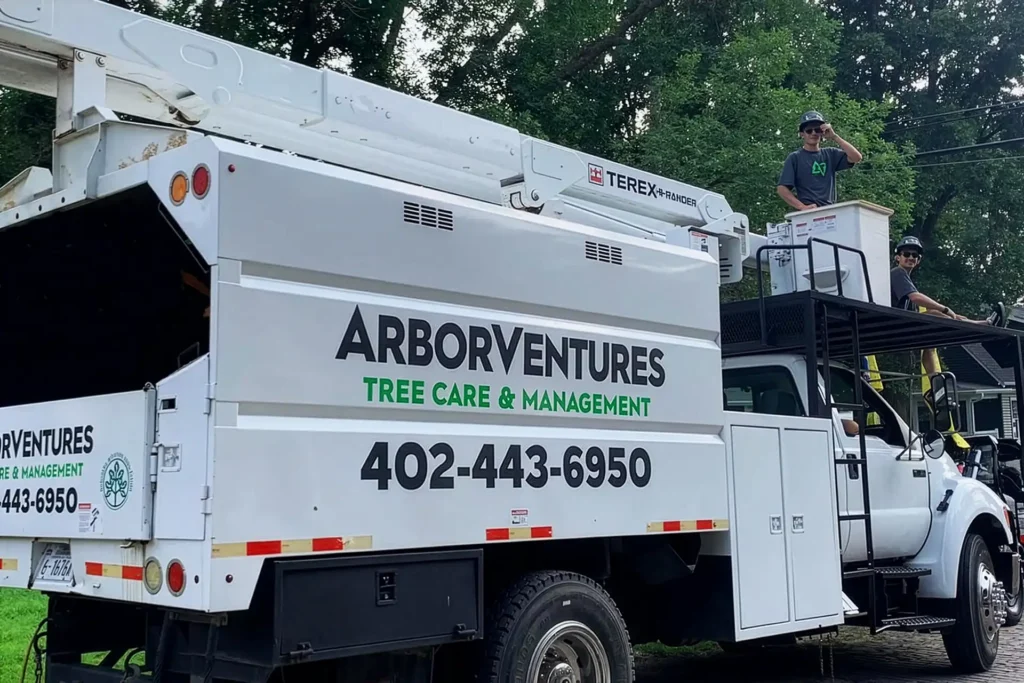 Tree trimming & pruning